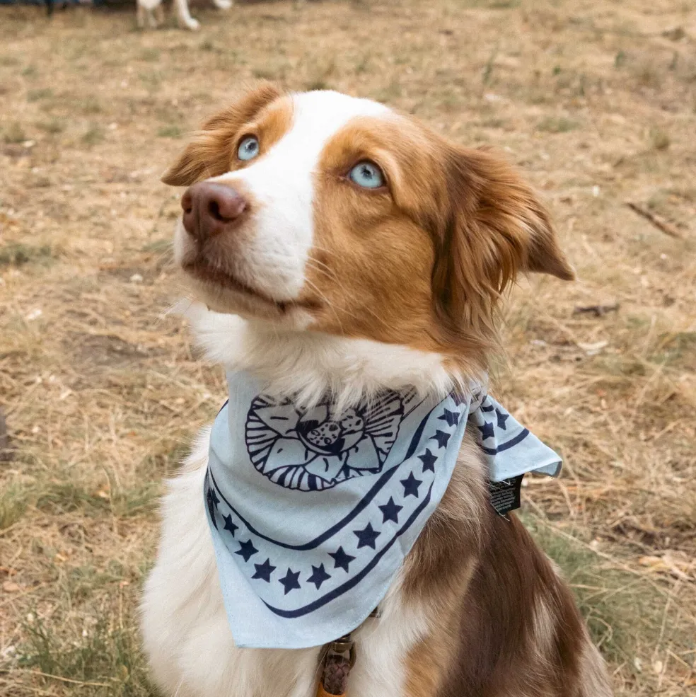 Hundehalstuch recycelt 55x55cm