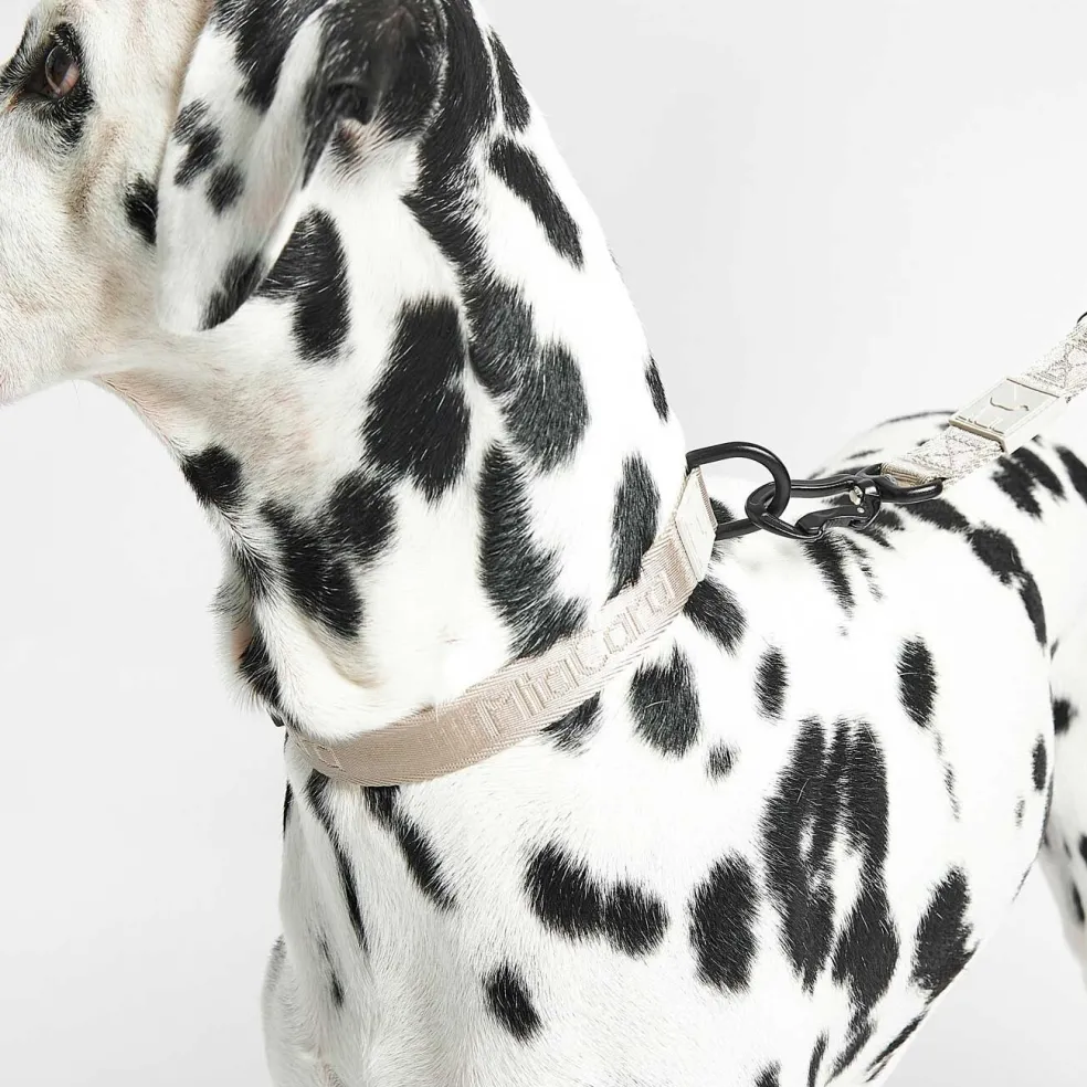 Modena Hundehalsband M/ML