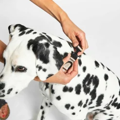 Modena Hundehalsband M/ML