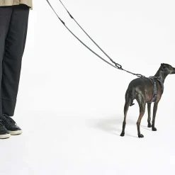 Modena Hundeleine 25mm