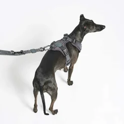 Modena Hundeleine 25mm