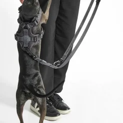 Modena Hundeleine 25mm