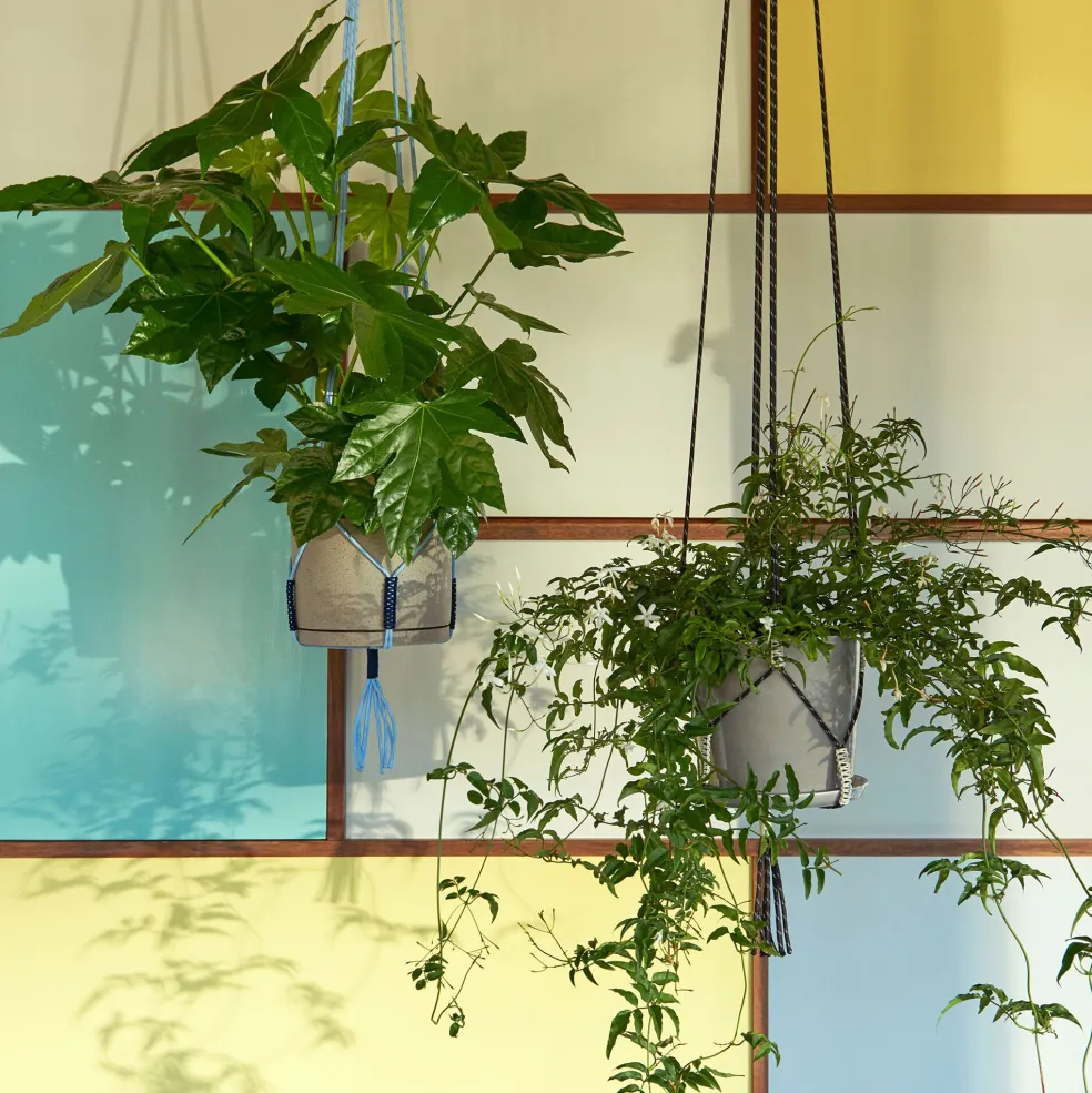 Phanta Pflanzenaufhänger