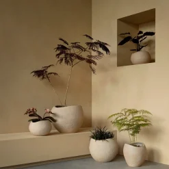 Plantas Pflanzentopf