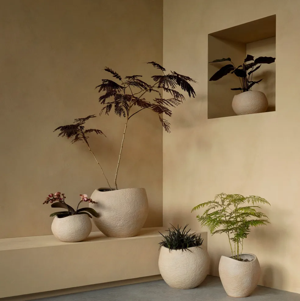 Plantas Pflanzentopf