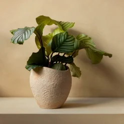 Plantas Pflanzentopf