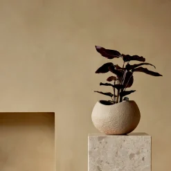 Plantas Pflanzentopf