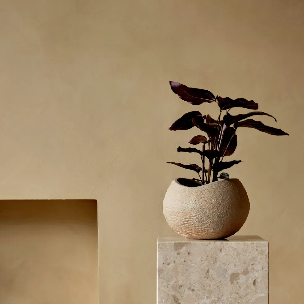 Plantas Pflanzentopf