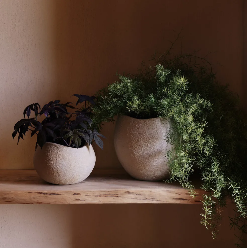 Plantas Pflanzentopf